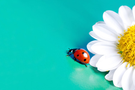 Ladybug and chamomile flower summer.の写真素材