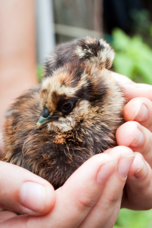 Small chicken in his hands close upの写真素材