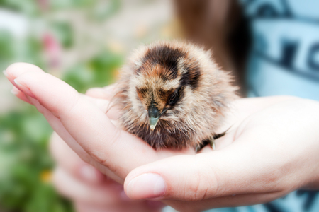 Small chicken in his hands close upの写真素材