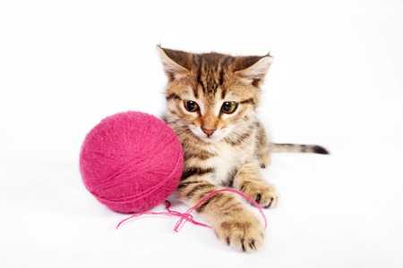 Small tabby kitten playing with a ball of yarnの写真素材