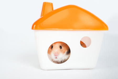 little hamster in the houseの写真素材