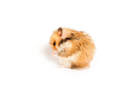 beautiful fluffy hamster sitting and eatingの写真素材