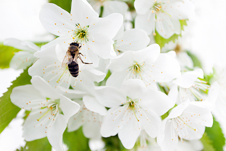 background delicate cherry blossom branchesの写真素材