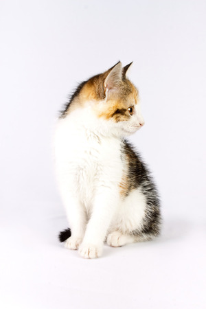 very beautiful little tricolor kittenの写真素材