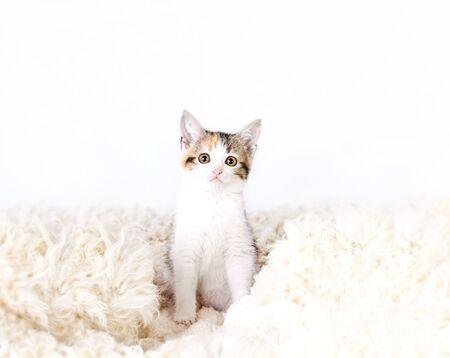 tricolored spotted kitten sitting on a fur rug for cats