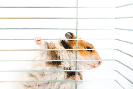 hamster cage climbs up isolated on white background