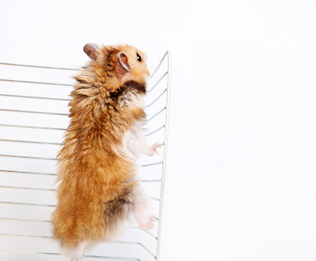 hamster cage climbs up isolated on white backgroundの写真素材