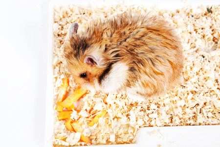 beautiful fluffy hamster sitting and eatingの写真素材