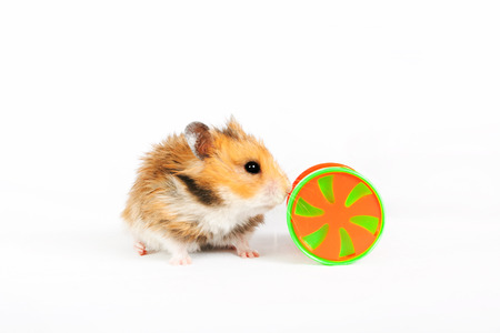 hamster wheel with a toy isolated on a white backgroundの写真素材