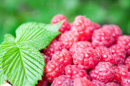 handful of ripe juicy raspberries with green leaves (summer background)の写真素材