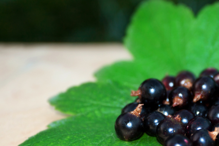handful of black currant ( summer background )の写真素材