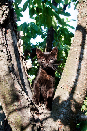 little kitten on a tree with green foliageの写真素材