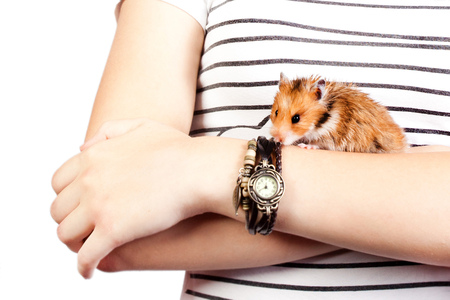 little hamster in the hands of a girlの写真素材