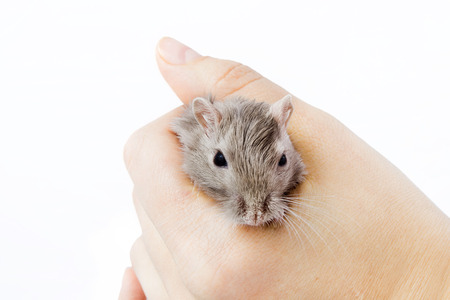 little gray mouse in a man's hand (Meriones unguiculatus)の写真素材