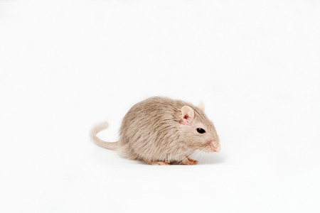 gray mouse gerbil on a white backgroundの写真素材