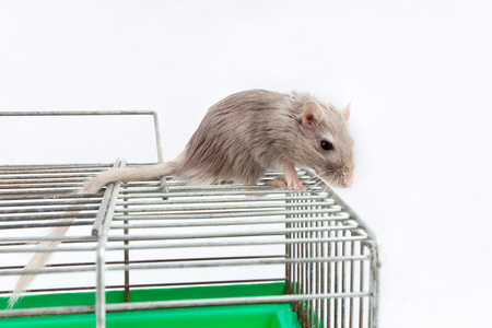 gray mouse gerbil and cell cageの写真素材