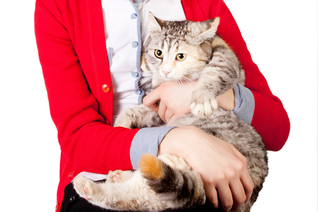 pedigreed cat spotted in the hands of a teenage girlの写真素材