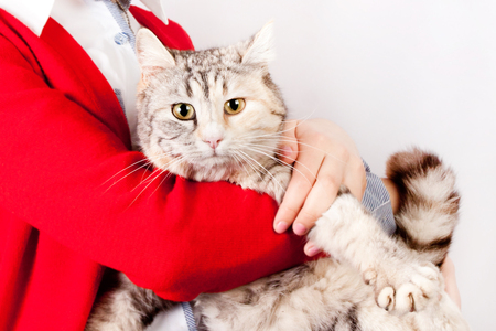 pedigreed cat spotted in the hands of a teenage girlの写真素材