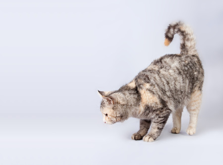 pedigreed furry spotted cat growls. isolated on white backgroundの写真素材