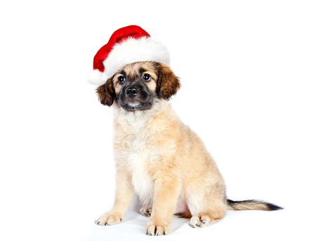 puppy of golden retriever (shepherd) in a santa hat isolated on white backgroundの写真素材
