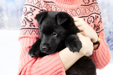 happy puppy of a German shepherd in the arms of a girl in a sweaterの写真素材