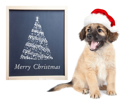 puppy of golden retriever (shepherd) in a red Santa hatの写真素材