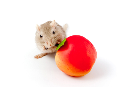 gray mouse gerbil with toy fruit (Meriones unguiculatus)の写真素材