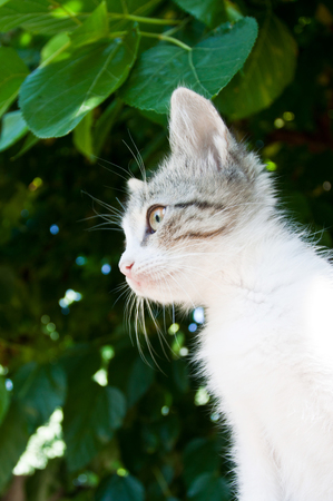 little cat on a tree with green foliageの写真素材