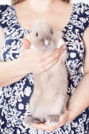 funny Dutch decorative rabbit sits on the hands of a loving and caring hostess.の写真素材