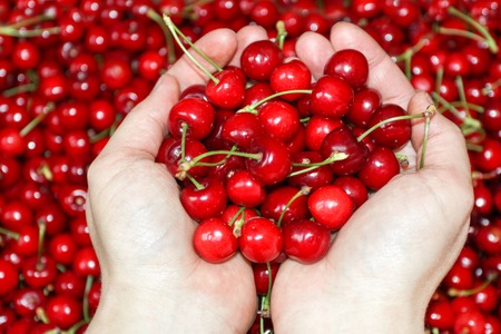 Fresh cherries fruit in hand on sweet cherry background, view from above