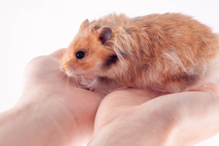 Syrian hamster in the hands of a man on a white backgroundの写真素材