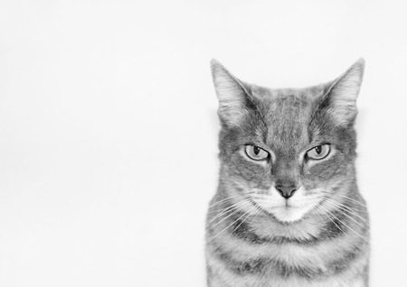 Portrait of a grey european short-hair cat black and white
