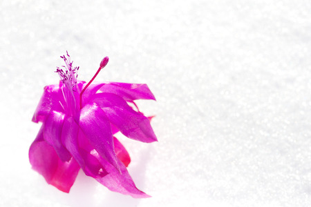 red flower blooming in the snowの写真素材