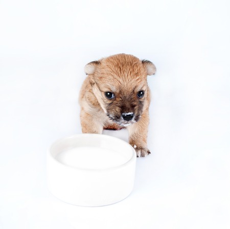 Cute and funny newborn puppy in learning to drink milk from a plate. small dog breed isolated on white background.の写真素材