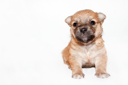 Beautiful and funny newborn puppy. small breed dog isolated on white background.の写真素材