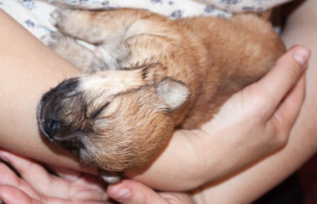 beautiful and funny newborn puppy in the hands of a caring owner. small breed dog is sleeping close up.の写真素材