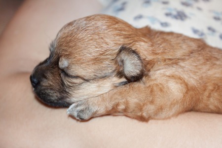 beautiful and funny newborn puppy in the hands of a caring owner. small breed dog is sleeping close up.の写真素材