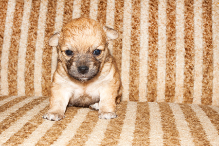 Cute funny newborn purebred puppy is sitson the bed.の写真素材