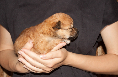 beautiful and funny newborn puppy in the hands of a caring owner. small breed dog is sleeping close up.の写真素材