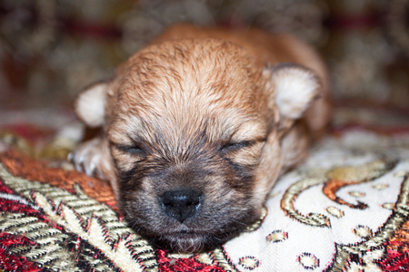 Cute funny newborn purebred puppy is lying on the bed.の写真素材