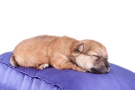 A cute purebred newborn puppy sleeps on a bed cushion for dogs, close up. isolated on white backgroundの写真素材