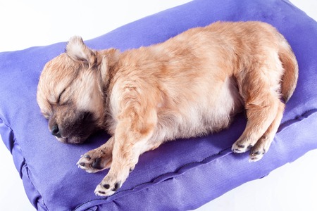 A cute purebred newborn puppy sleeps on a bed cushion for dogs, close up. isolated on white backgroundの写真素材