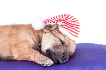 cute newborn purebred puppy in a Santa hat is lying on a pillow of a dog bed. Christmas. isolated on white background.の写真素材