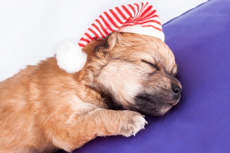 cute newborn purebred puppy in a Santa hat is lying on a pillow of a dog bed. Christmas. isolated on white background.の写真素材