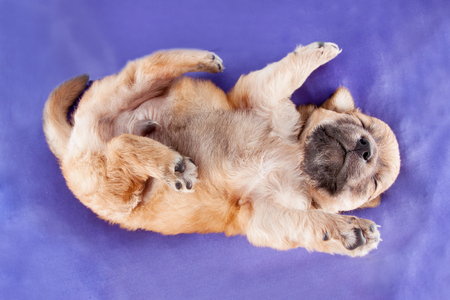 A cute purebred newborn puppy sleeps on a bed cushion for dogs, close up.の写真素材
