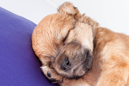 A cute purebred newborn puppy sleeps on a bed cushion for dogs, close up. isolated on white backgroundの写真素材
