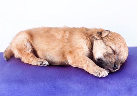 A cute purebred newborn puppy sleeps on a bed cushion for dogs, close up. isolated on white backgroundの写真素材