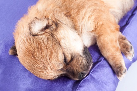 A cute purebred newborn puppy sleeps on a bed cushion for dogs, close up.の写真素材