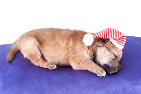 cute newborn purebred puppy in a Santa hat is lying on a pillow of a dog bed. Christmas. isolated on white background.の写真素材