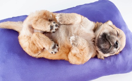 A cute purebred newborn puppy sleeps on a bed cushion for dogs, close up.の写真素材